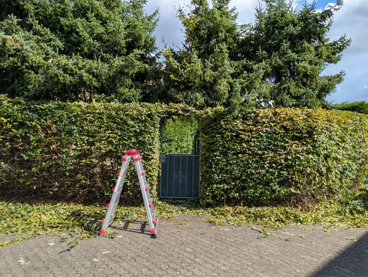 Schnitt an Buchenhecke – Projekt von Gärtnermeister Adam