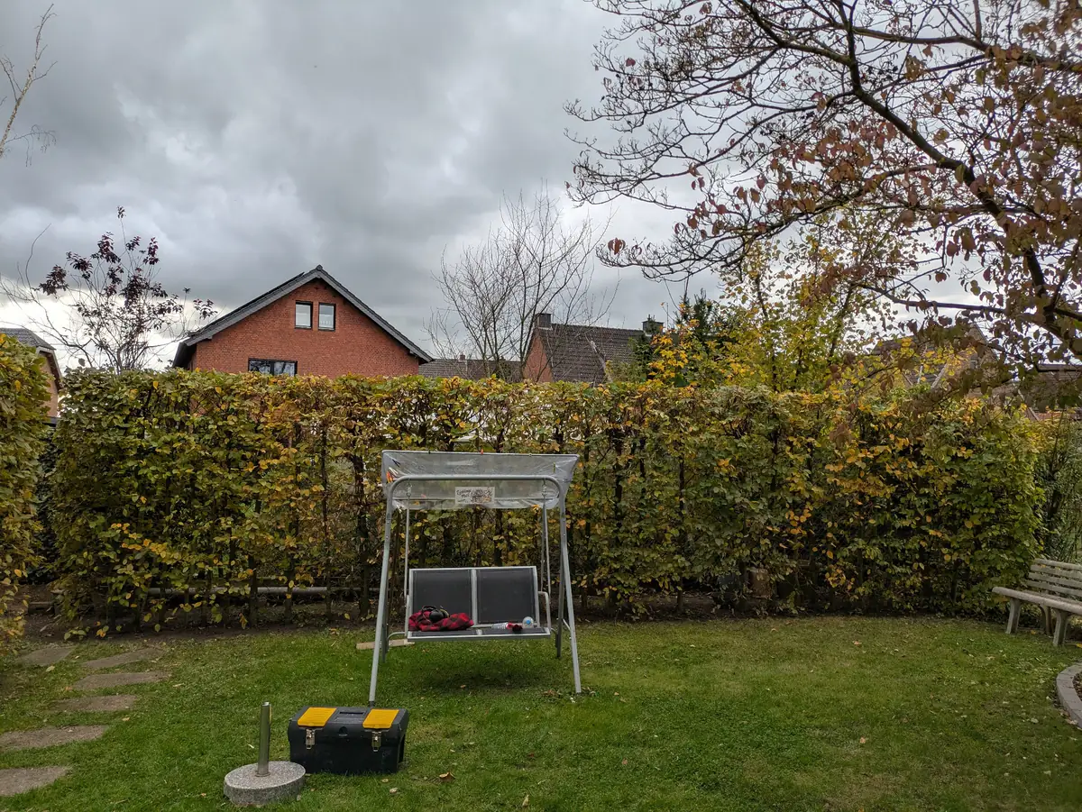 Buchenhecke Kierdorf – nachher