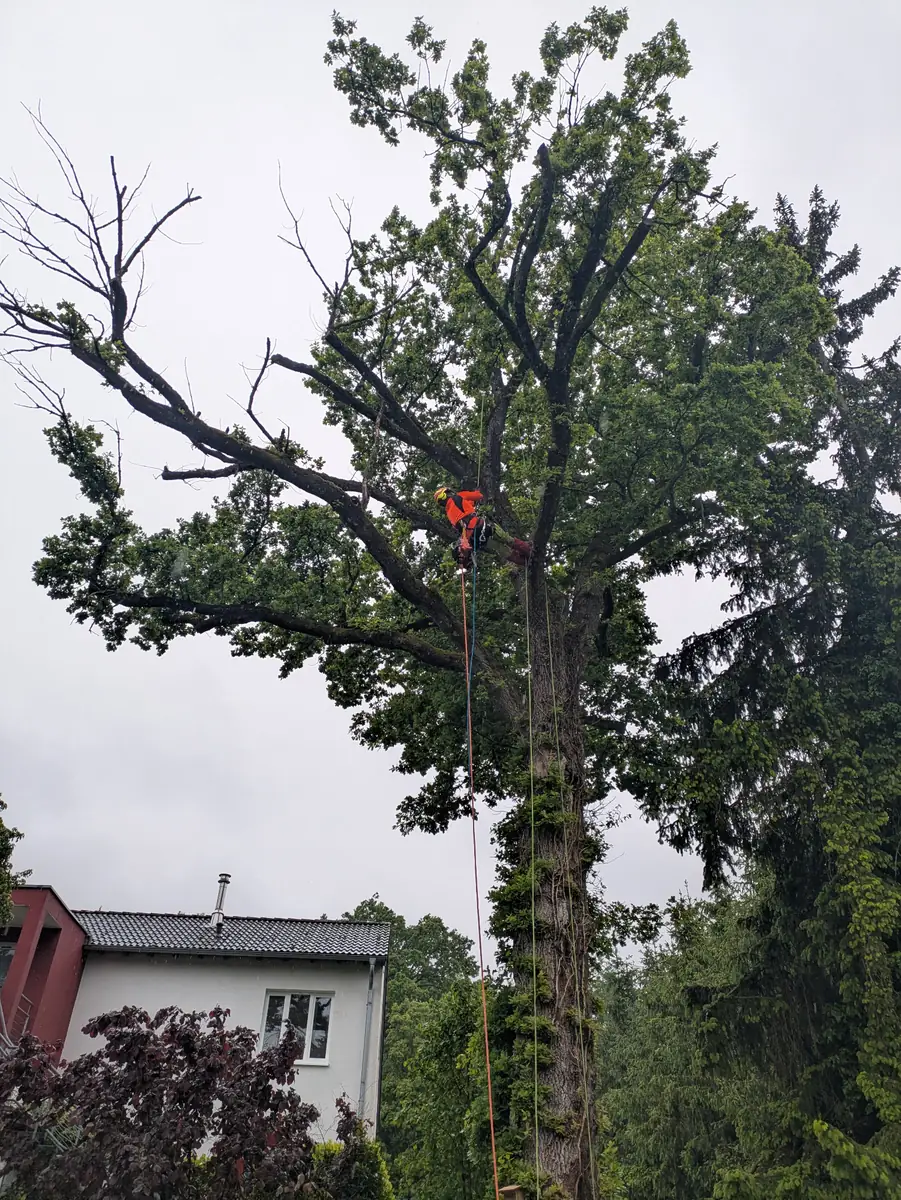 Baumpflege & Fällung – Projektbeispiel von Gärtnermeister Adam